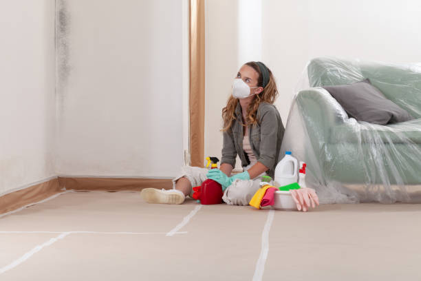 Trusted Black Mold Removal service in Glenside, PA - WQB Mold Removal